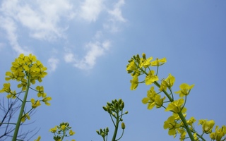 �B2011.03_fjt-幸せの黄色い菜の花.JPG